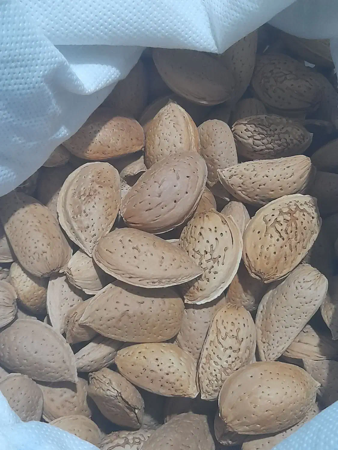 فروش باغ انگوری|فروش زمین و ملک کلنگی|بوانات, |دیوار