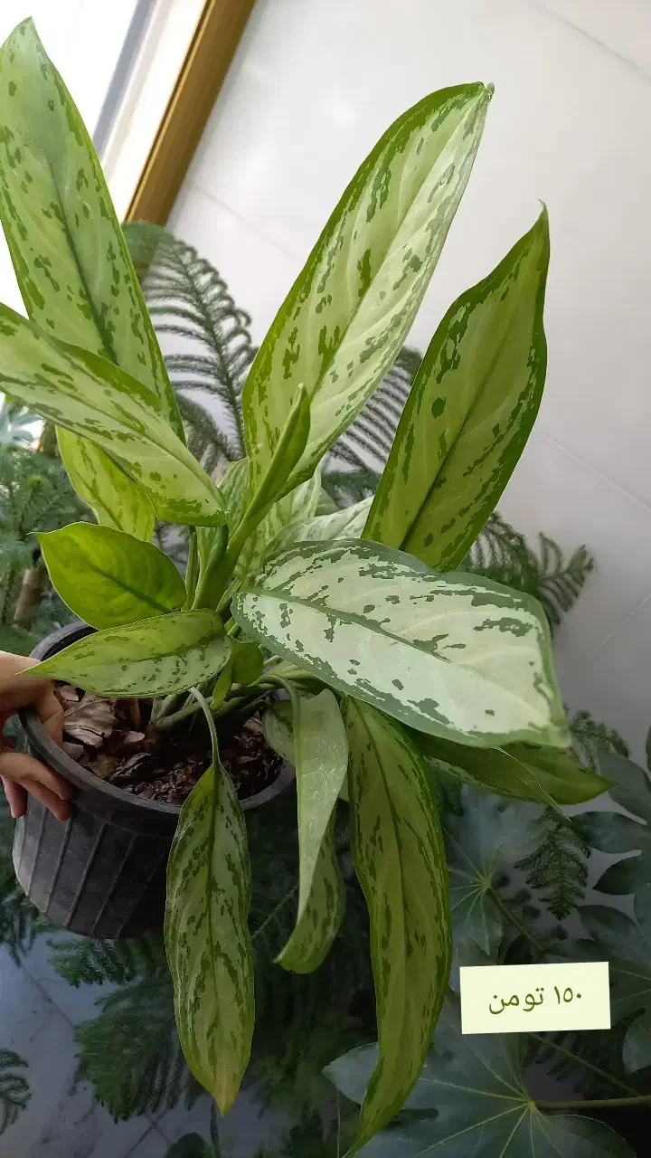 گیاه کاج مطبق|خدمات باغبانی و درختکاری|مراغه, |دیوار