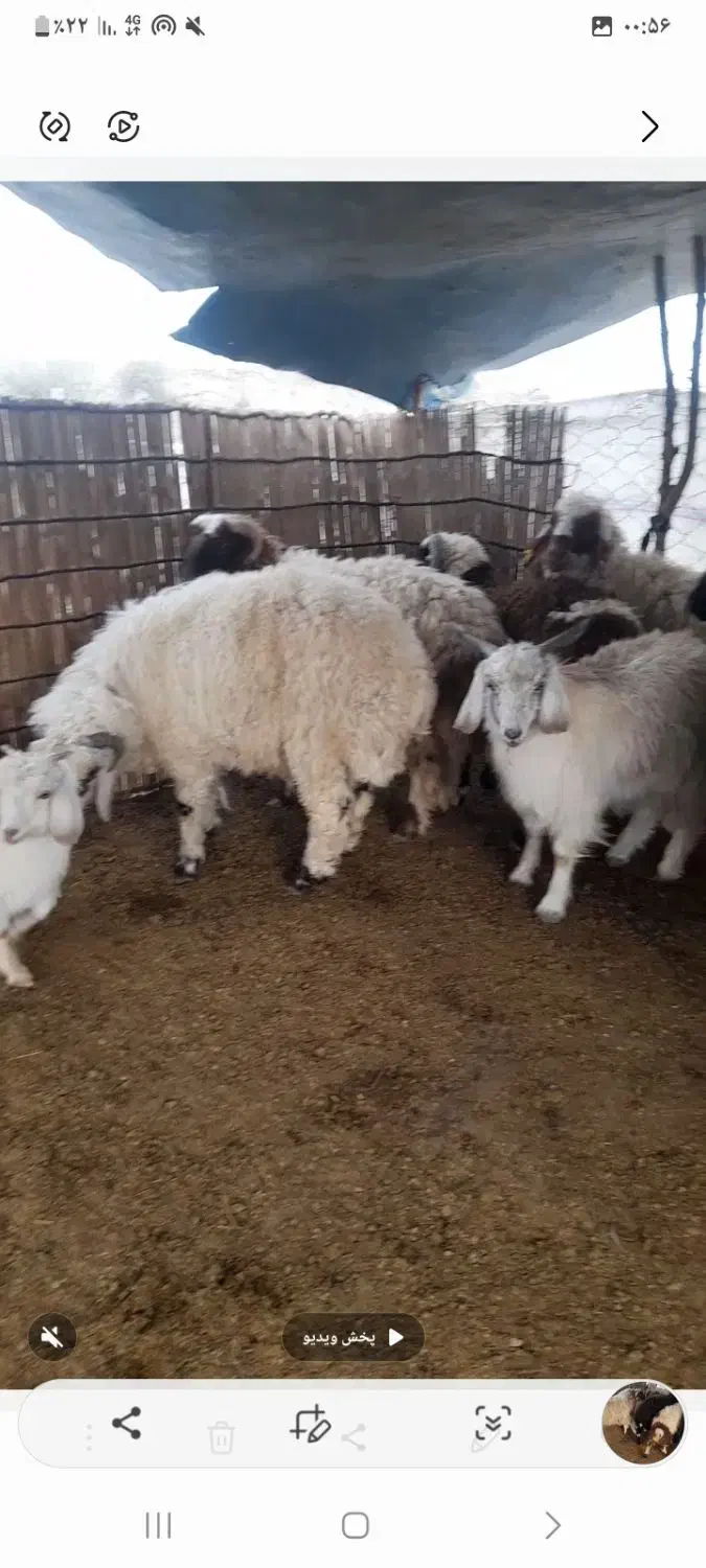 بره|حیوانات مزرعه|رودان, |دیوار