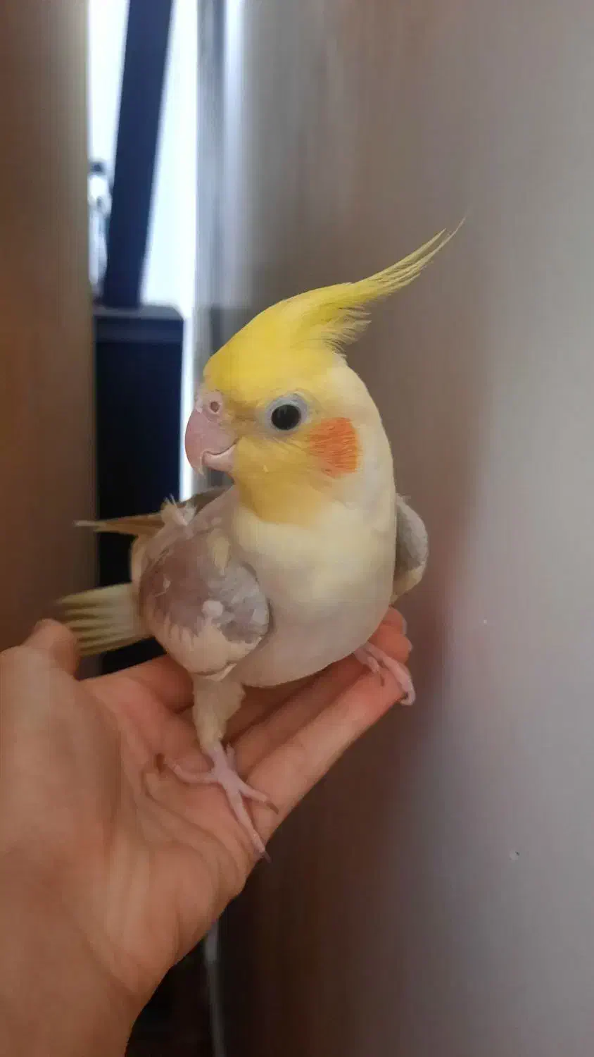 گمشده|حیوانات|شاهرود, |دیوار