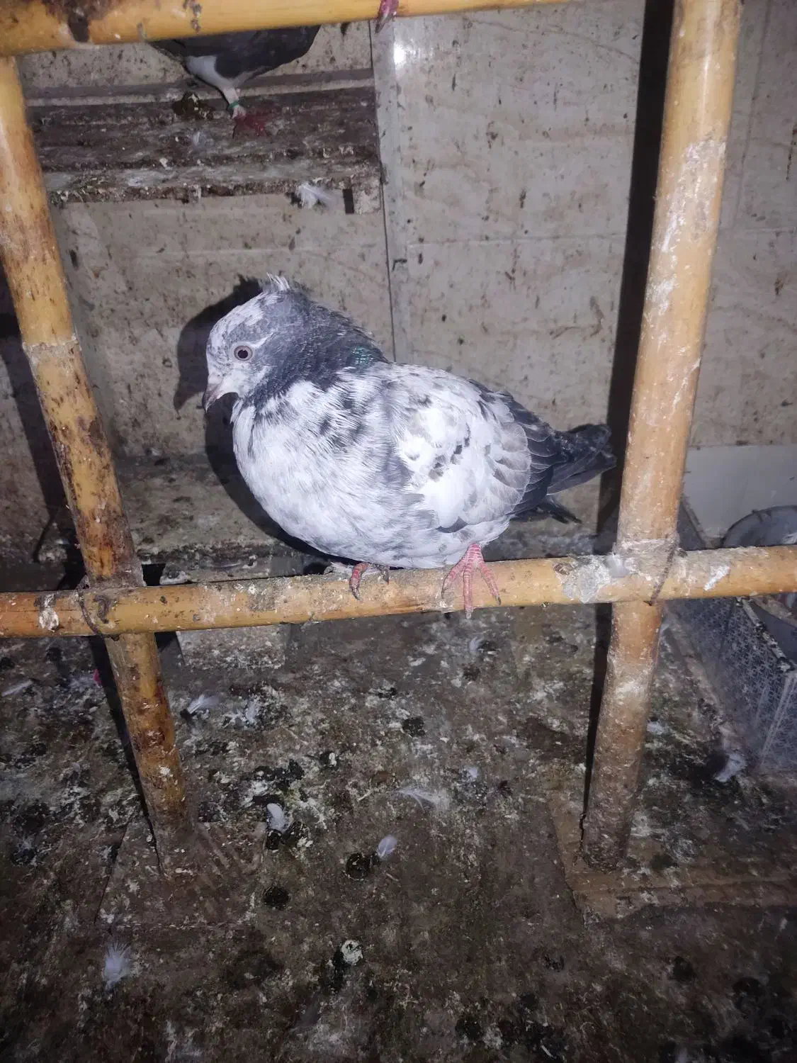 ۲۰ عدد جوجه پرشی بام ندیدی به فروش می رسد.|پرنده|کیاشهر, |دیوار