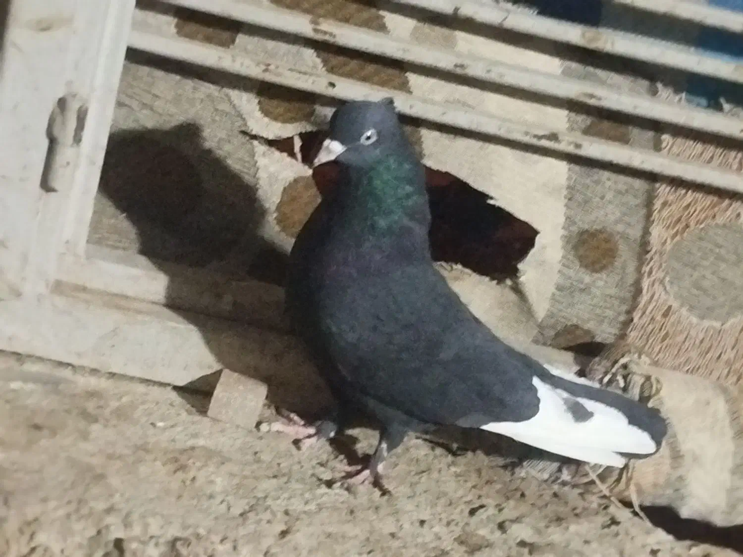 فروش پنج تا کفتر رنگی|پرنده|داراب, |دیوار