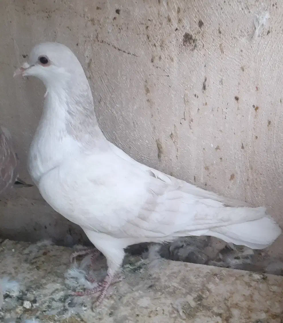 سالم بالغ|پرنده|مبارکه, |دیوار