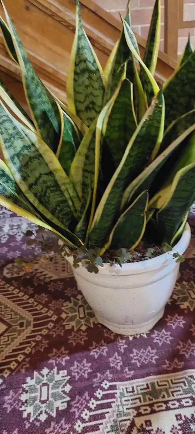 گلهای خانگی|گل و گیاه طبیعی|رشت, تازه آباد|دیوار