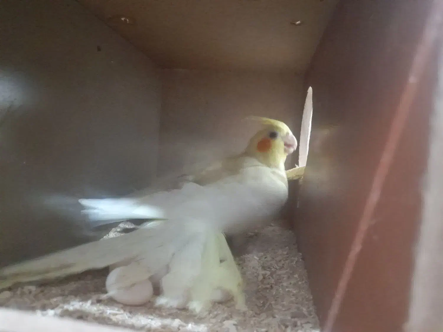 عروس هلندی تخم گذار|پرنده|زابل, |دیوار