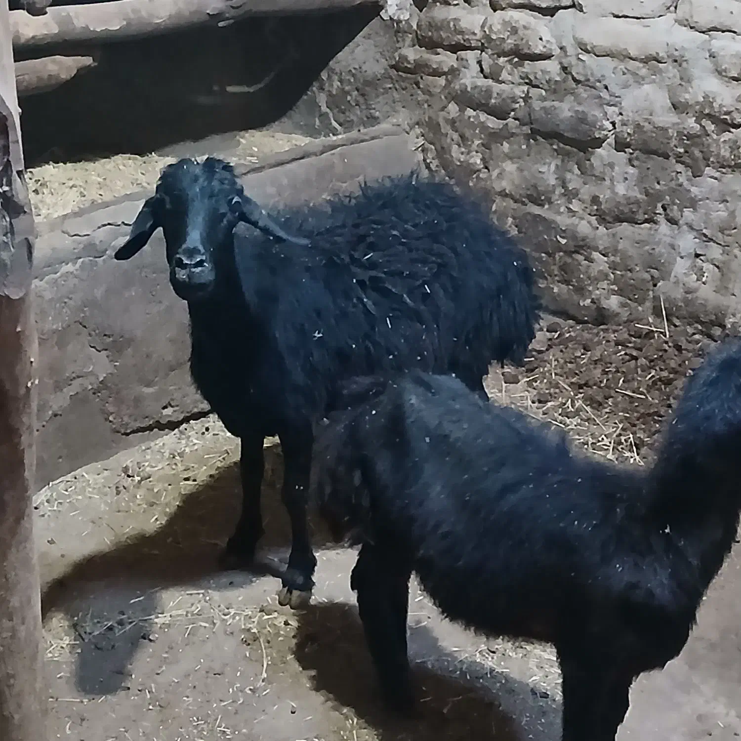 شیشک با بره نر|حیوانات مزرعه|شاهین دژ, |دیوار