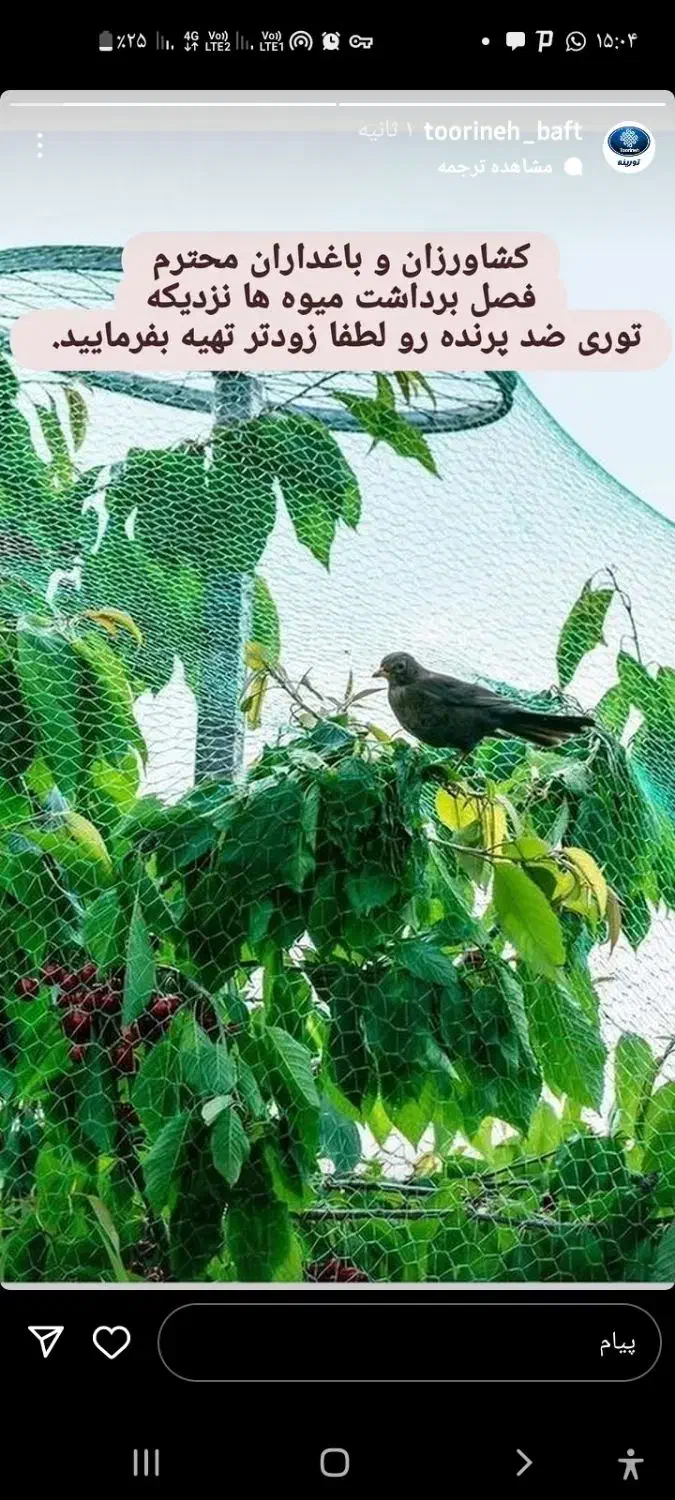 توری ضد پرنده تنها تولیدکننده واقعی ضدپرنده تورینه|عمدهفروشی|تاکستان, |دیوار