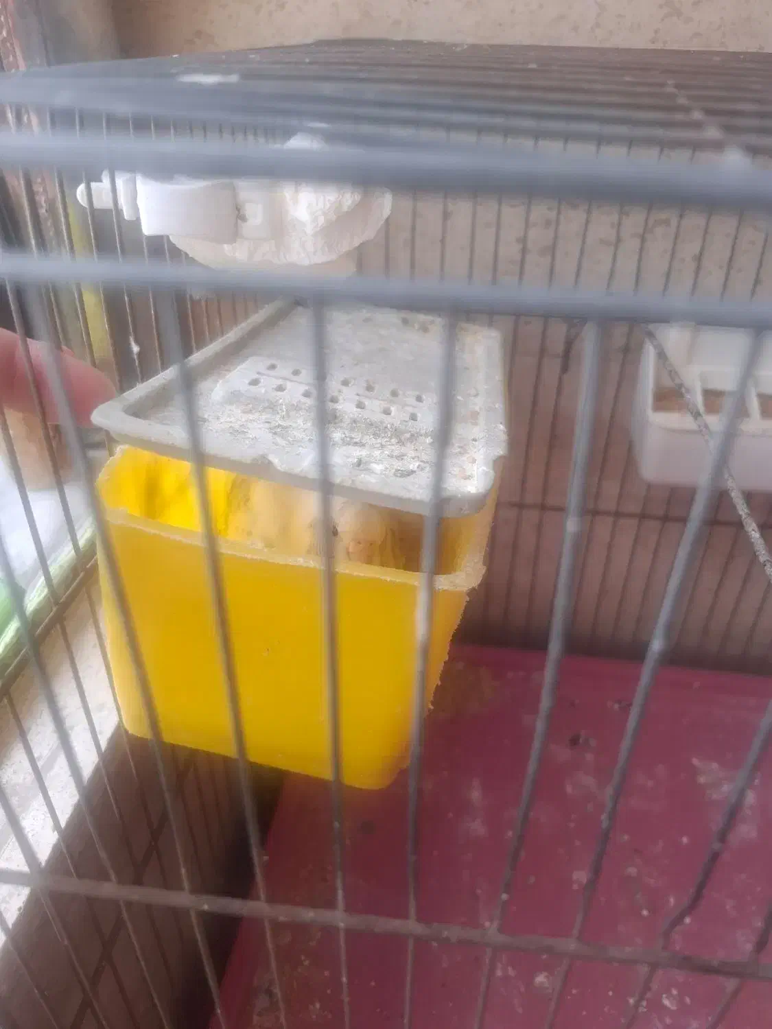 فروش مرغ عشق|پرنده|اندیشه, اندیشه فاز ۱|دیوار