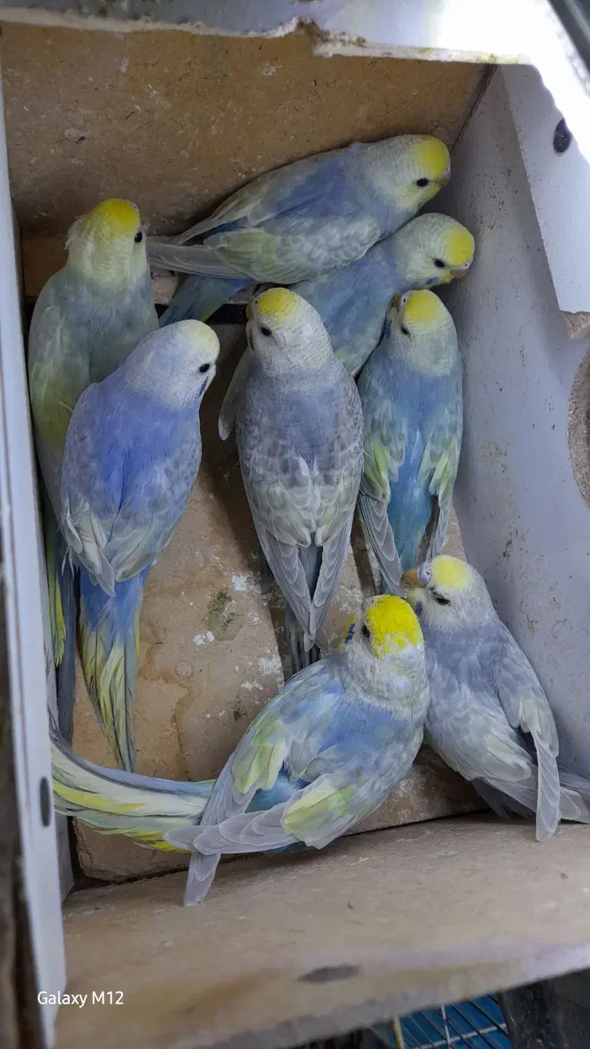 مرغ عشق رینبو با ماده پروانه ای|پرنده|زابل, |دیوار