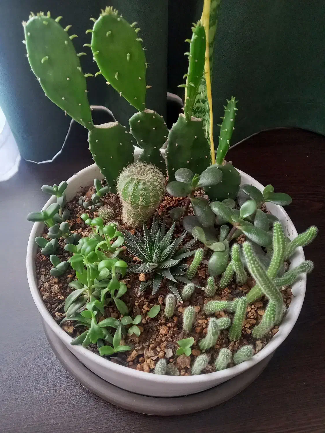 باکس گل کاکتوس طبیعی و گلدان گل|گل و گیاه طبیعی|تهران, شهرک دریا|دیوار