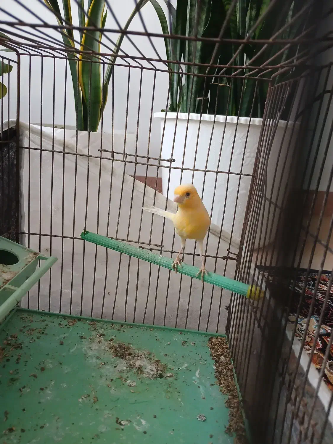 قناری ماده|پرنده|مشگین شهر, |دیوار