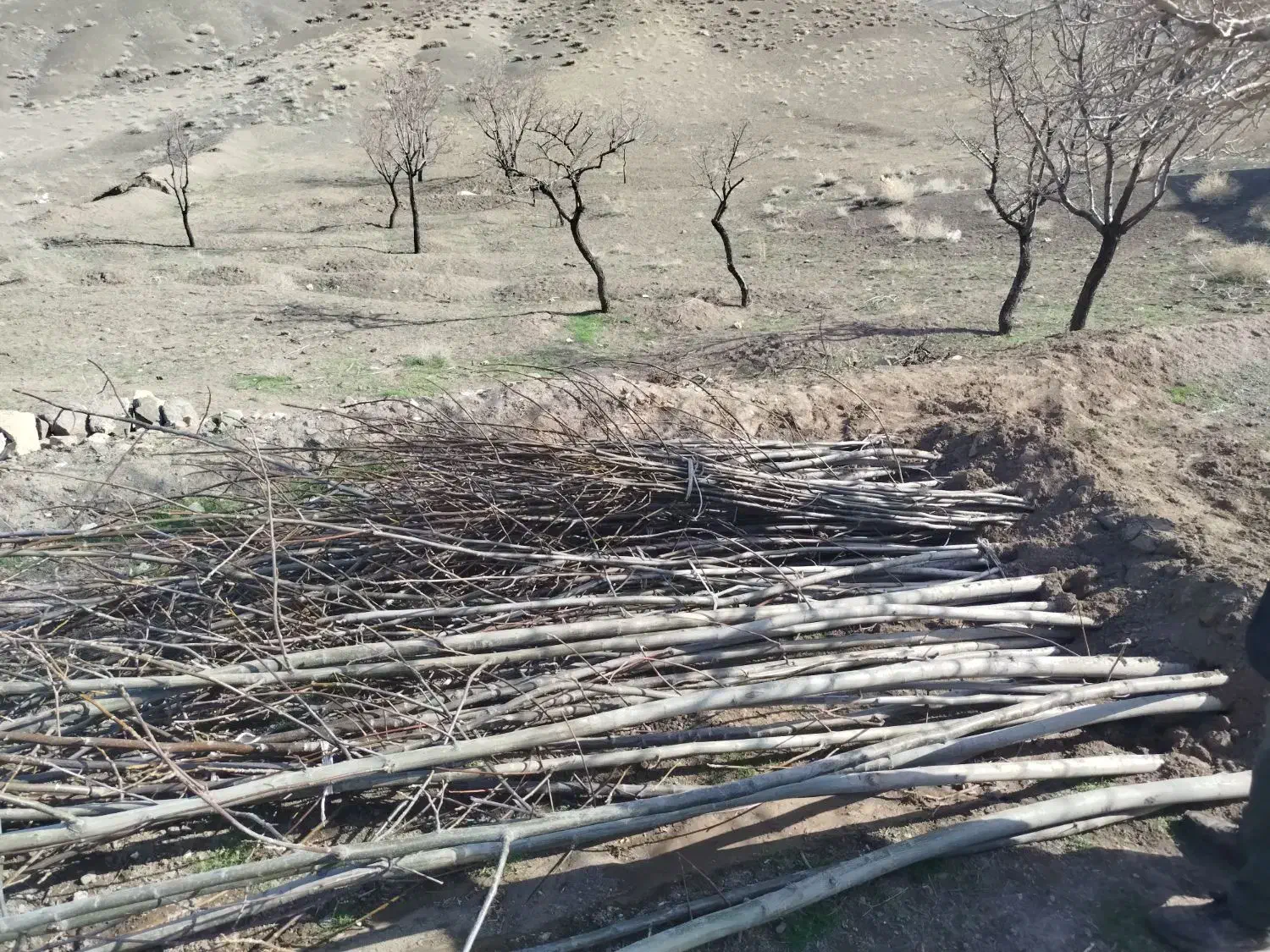 نهال گردو|خدمات باغبانی و درختکاری|طاغنکوه, |دیوار