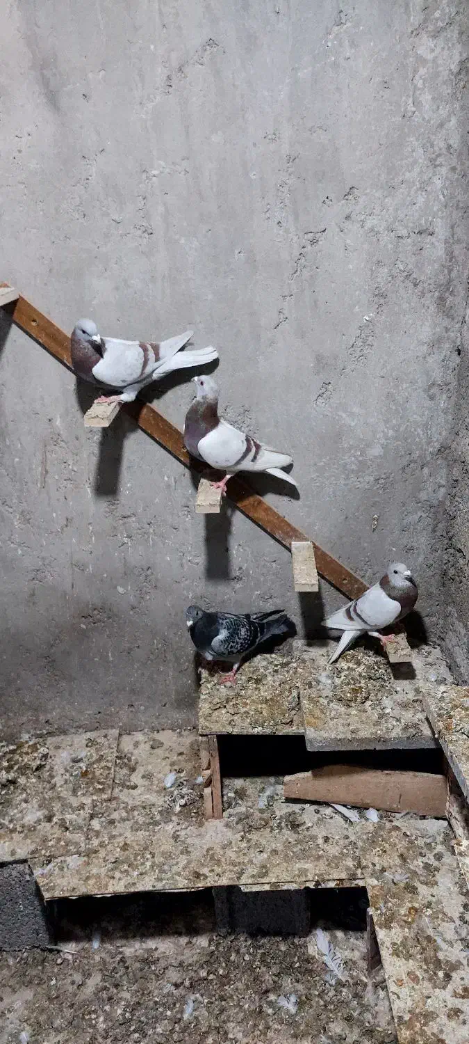 کبوتر پوس پیازی|پرنده|شیراز, میرزاکوچک خان|دیوار