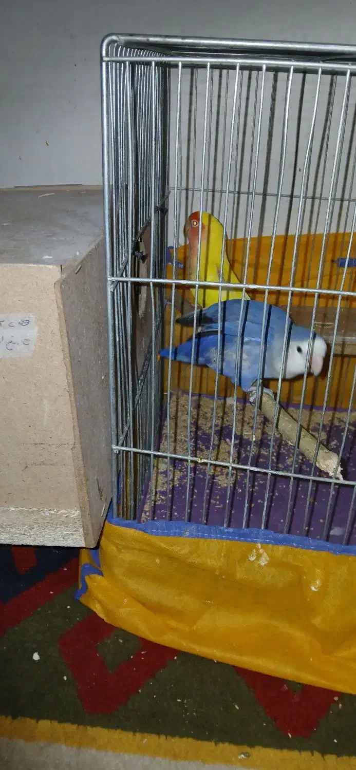 کتول|پرنده|فولادشهر, B6|دیوار