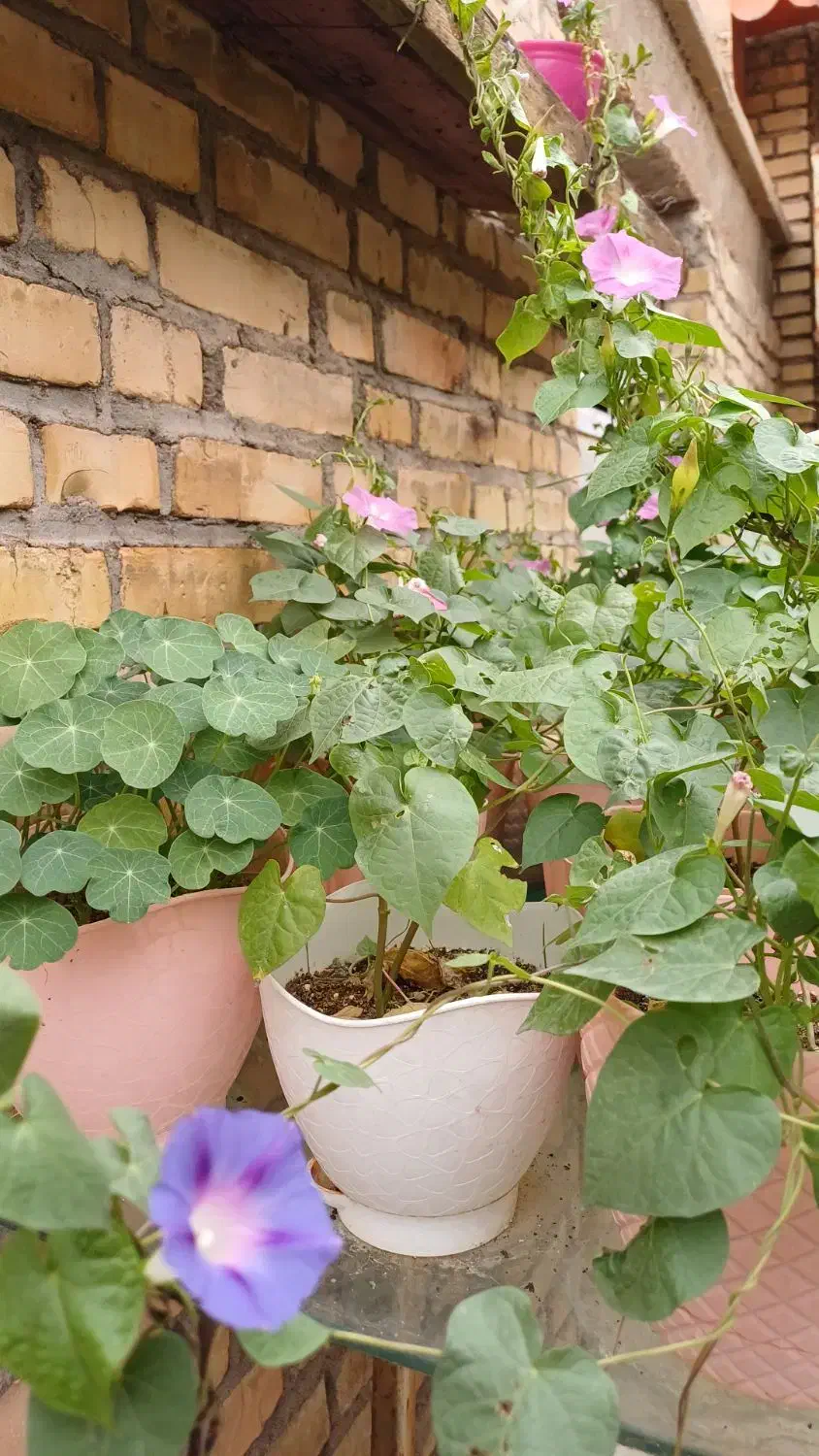 گلهای فصلی قشنگ|گل و گیاه طبیعی|مسجد سلیمان, |دیوار