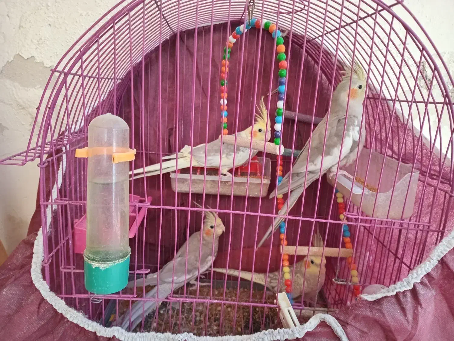 عروس هلندی|پرنده|رشت, قاسمیه|دیوار