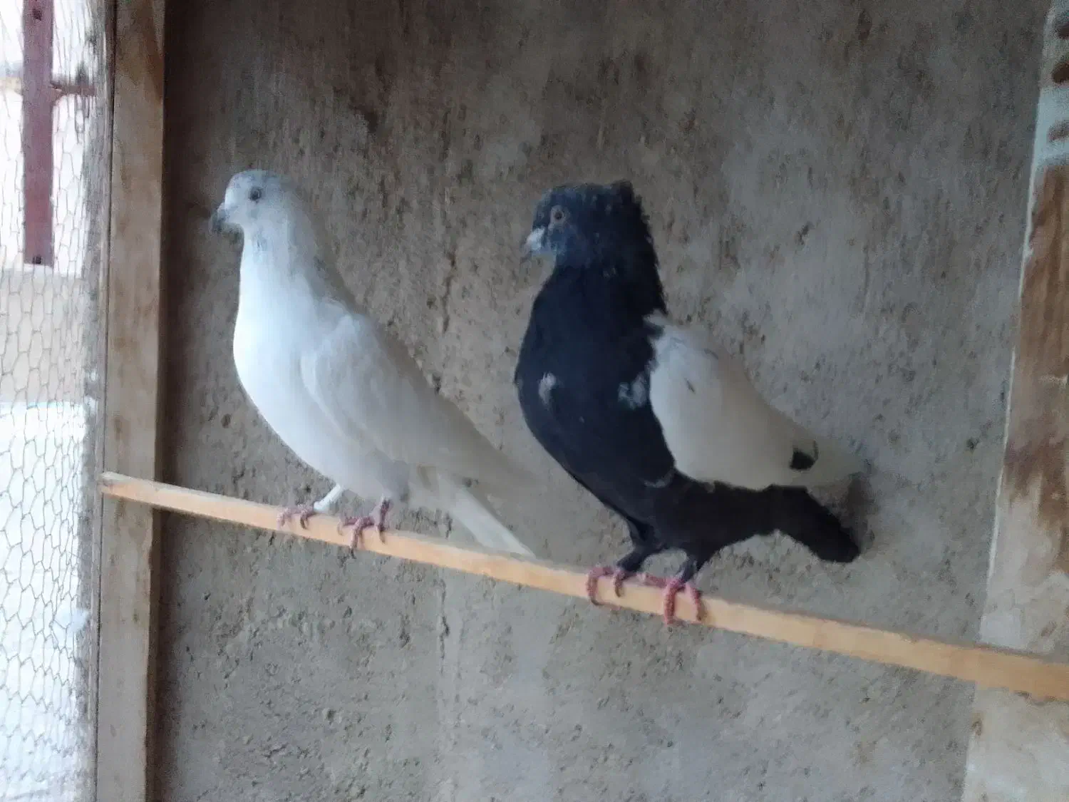 کله سار نر پرشی سینه سیاه ماده|پرنده|قوچان, |دیوار