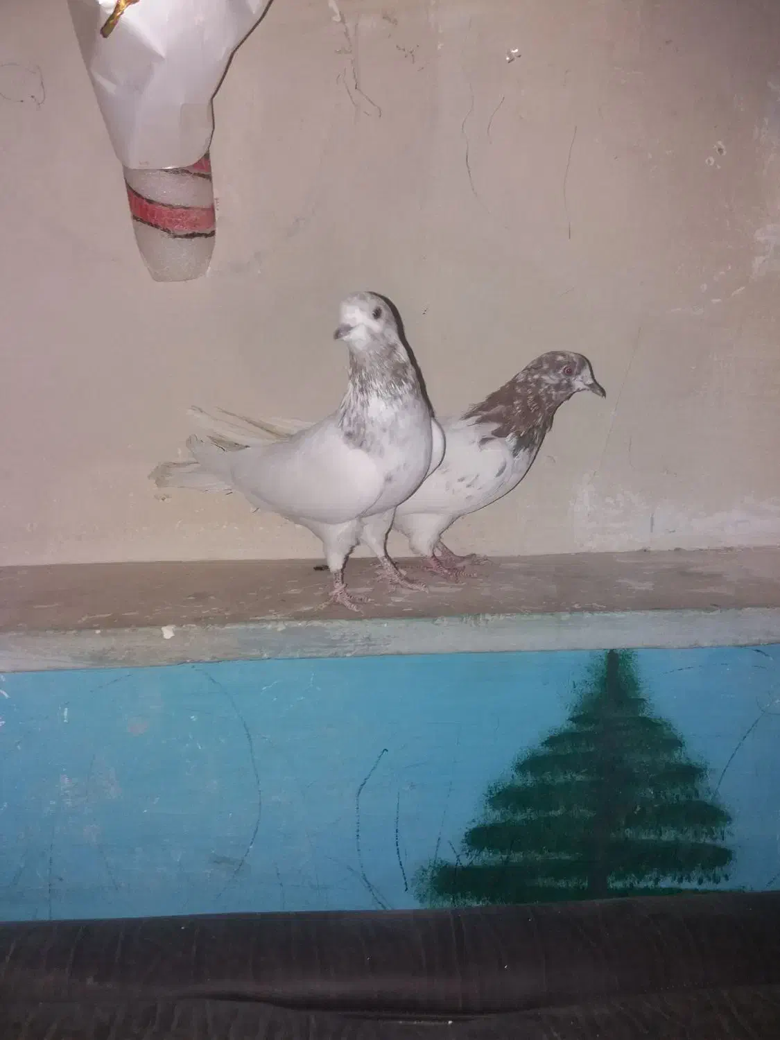 کبوترکله ای|پرنده|حبیب آباد, |دیوار