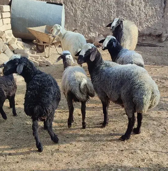 بره مناسب قربانی|حیوانات مزرعه|آبگرم, |دیوار