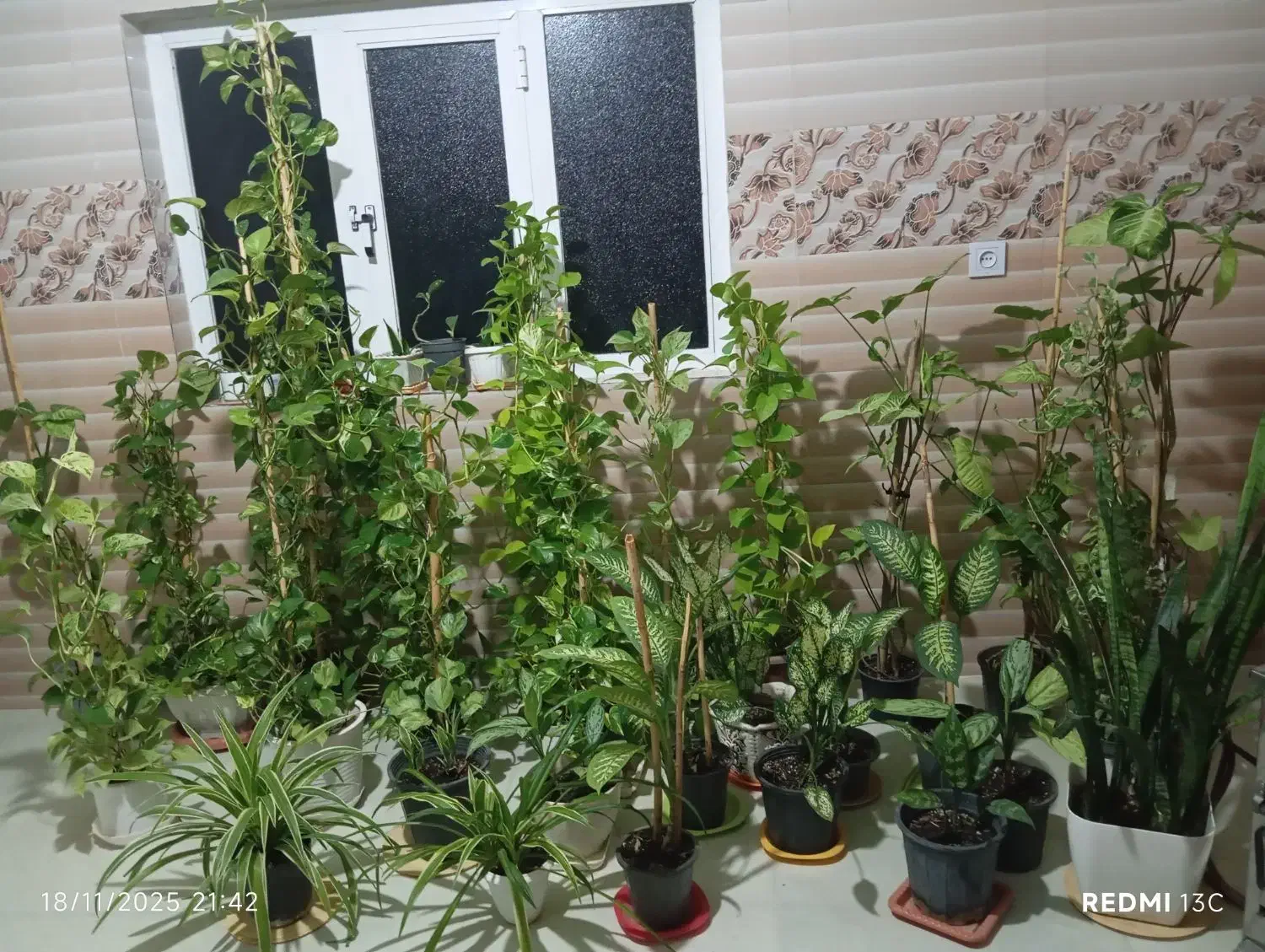 فروش انواع گل های پتوس و...|گل و گیاه طبیعی|مینودشت, |دیوار