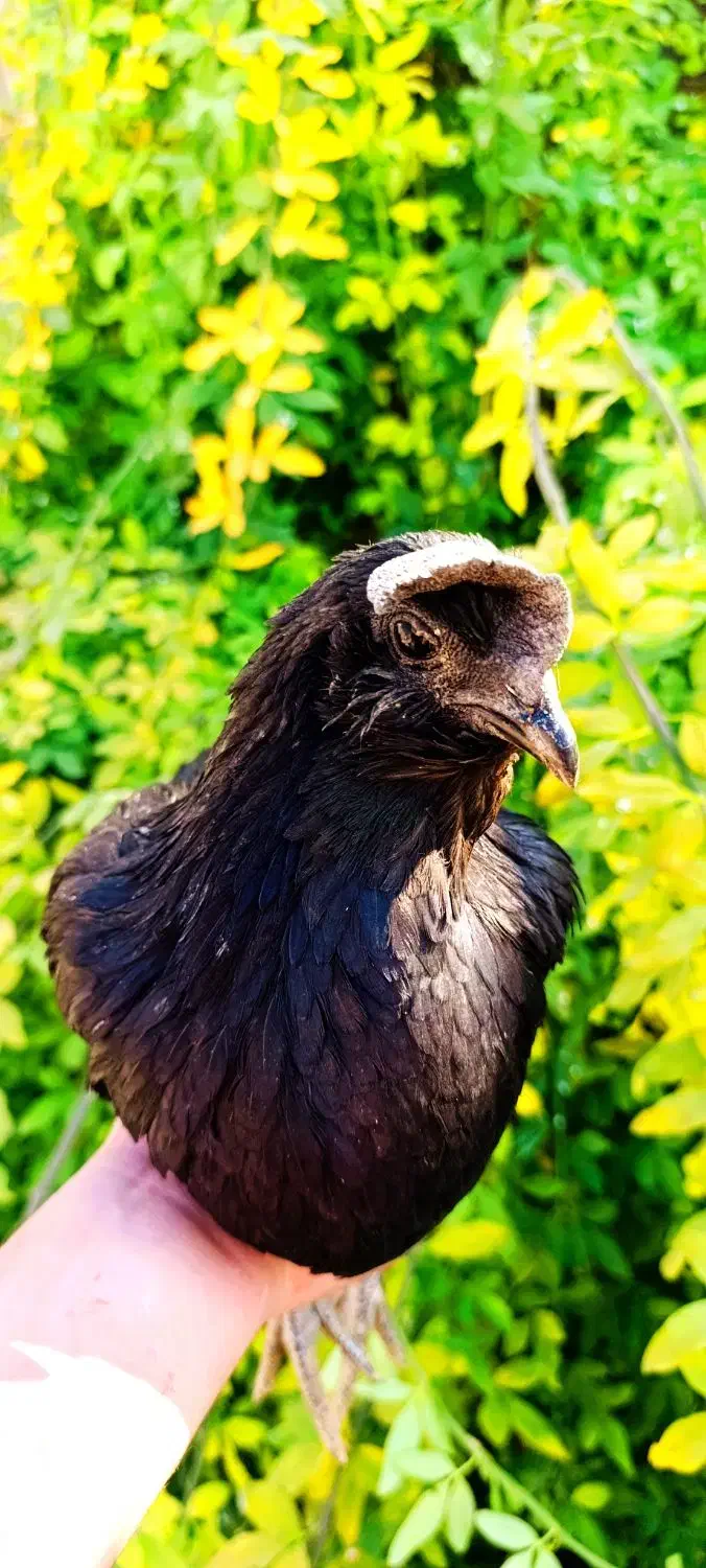 مرغ و خروس ایام سمانی|حیوانات مزرعه|شیراز, باغشهر اهل بیت|دیوار