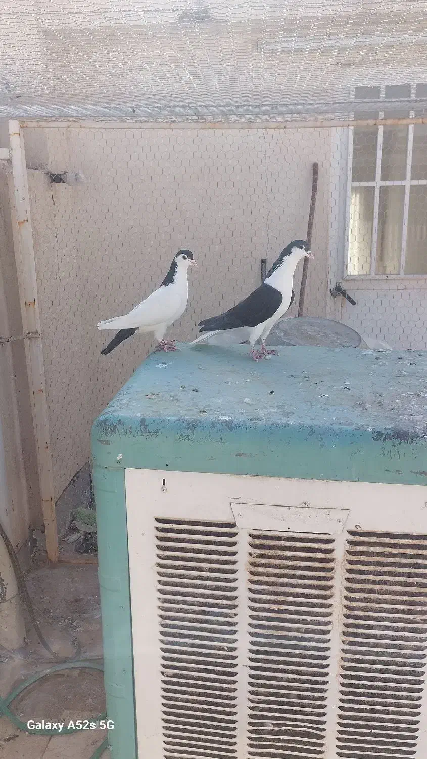 پرنده|پرنده|قم, انسجام|دیوار