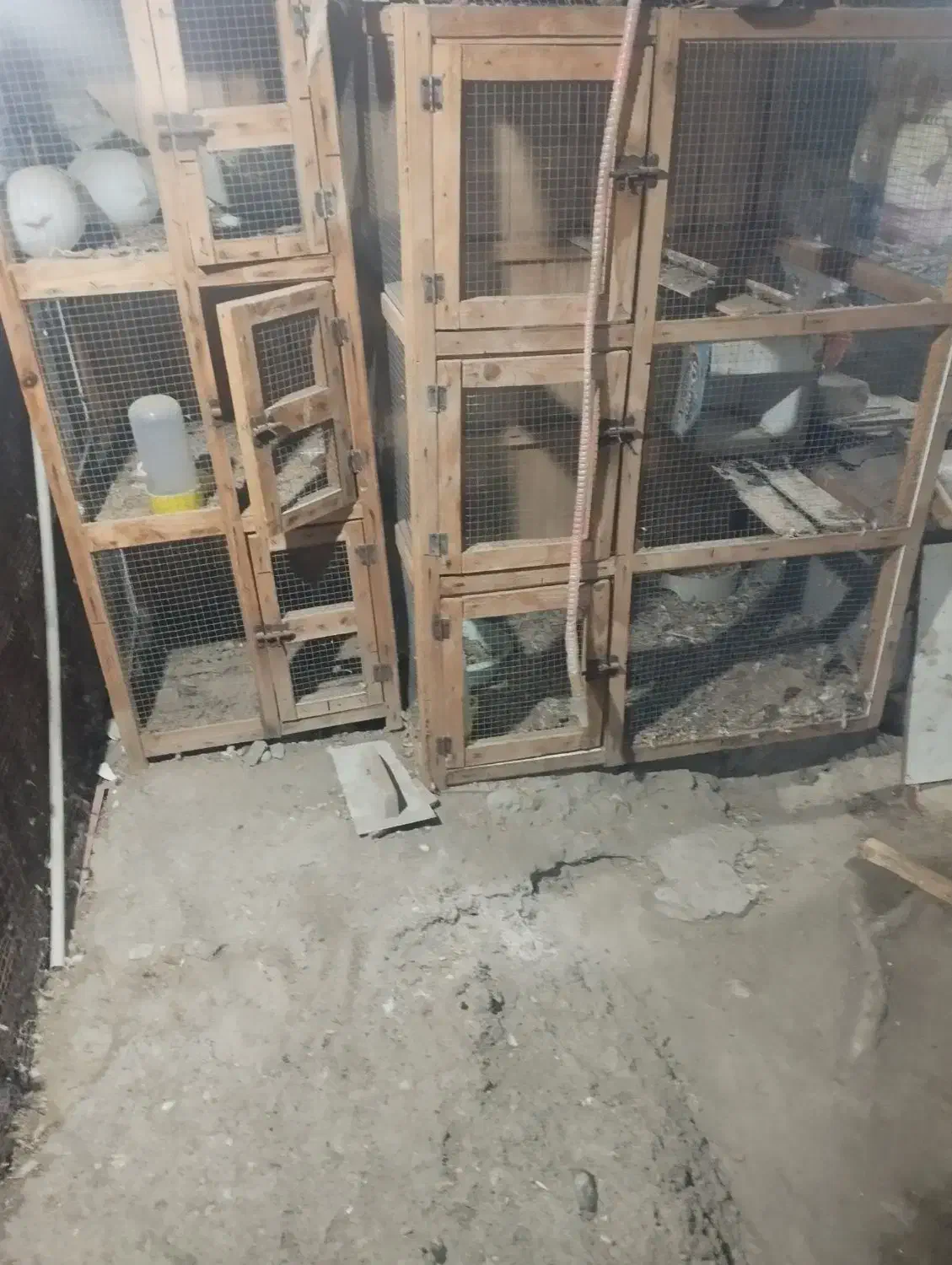 جفتکن|پرنده|میناب, |دیوار