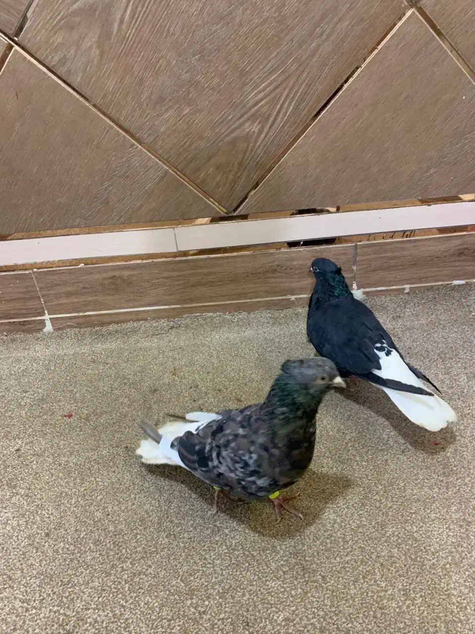 دم سفید در هویزه|پرنده|سوسنگرد, |دیوار