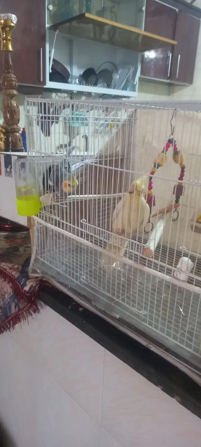 عروس هلندی سخنگو|پرنده|زبرخان, |دیوار