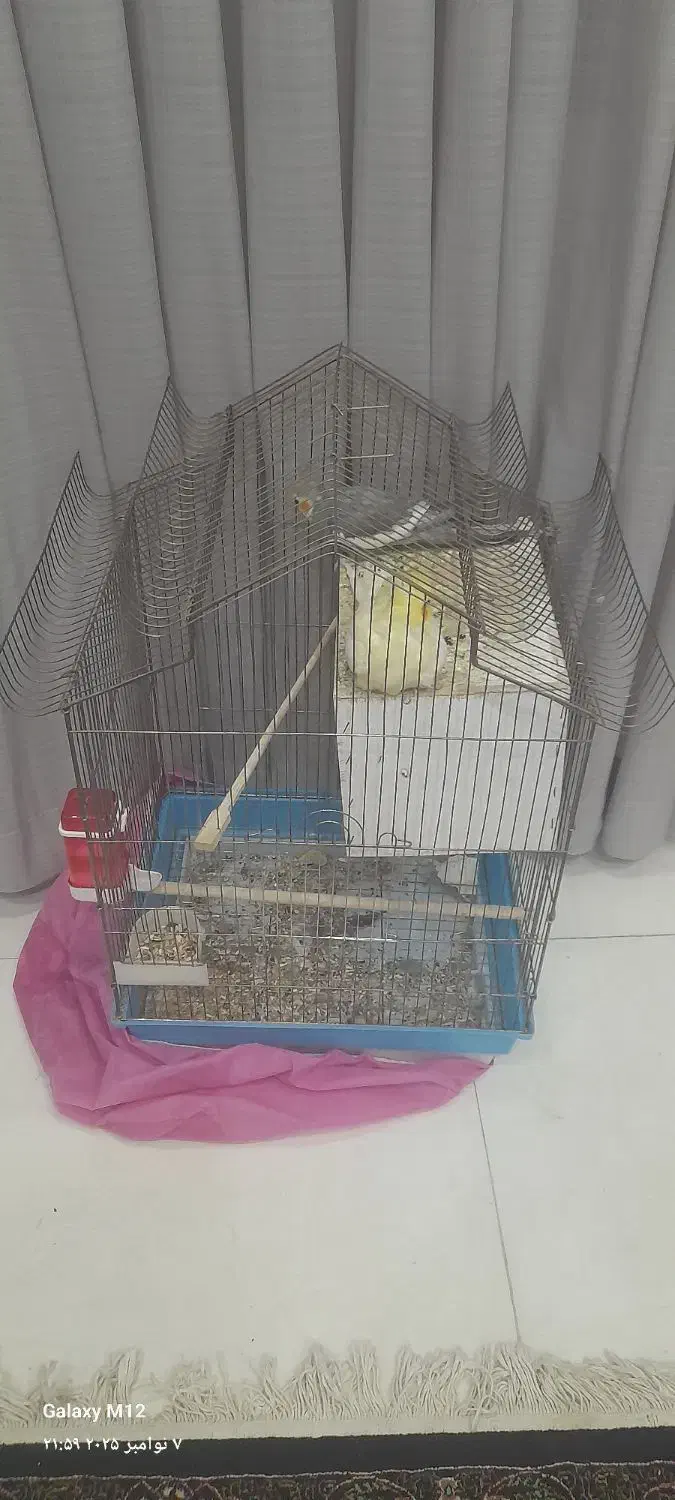 یک جفت عروس هلندی مولد|پرنده|تهران, باغ خزانه|دیوار