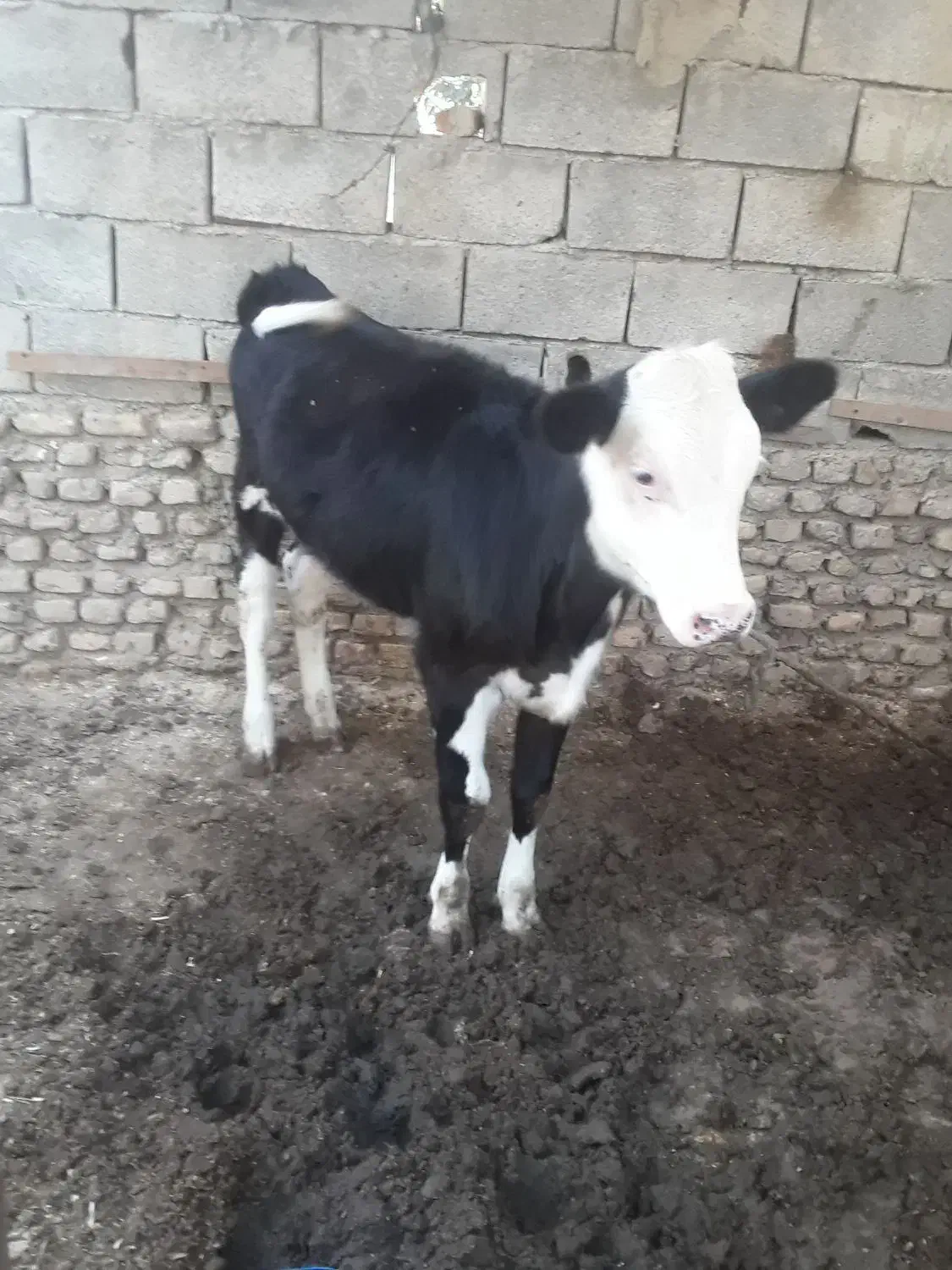 گوساله ماده سیمینتال|حیوانات مزرعه|سیمین شهر, |دیوار