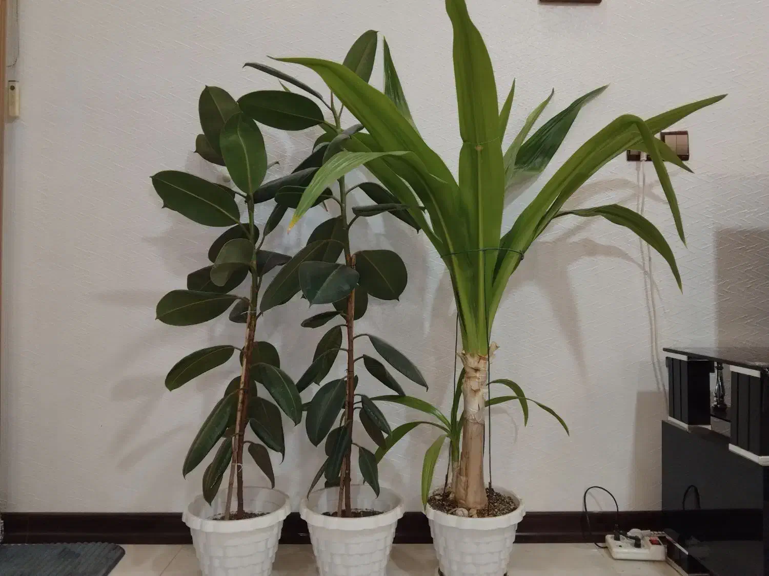 فروش گل آپارتمانی|گل و گیاه طبیعی|شاهینشهر, خانه کارگر|دیوار