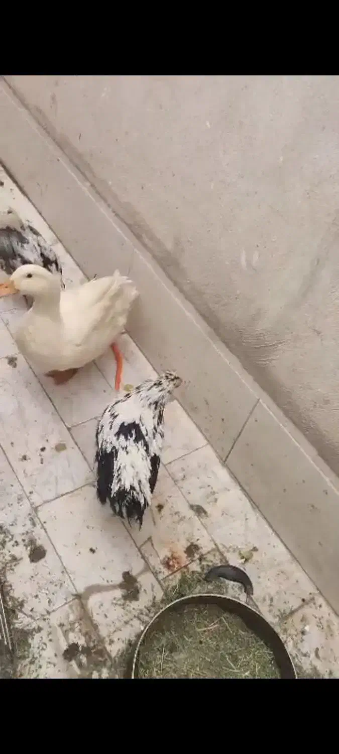 دو عدد مرغ زینتی کاکولی ویک عدد اوردک سفید|پرنده|باقرشهر, |دیوار