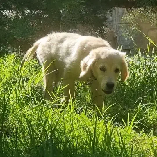 واگذاری توله گلدن رتریور / لابرادور رتریور|سگ|اصفهان, احمدآباد|دیوار