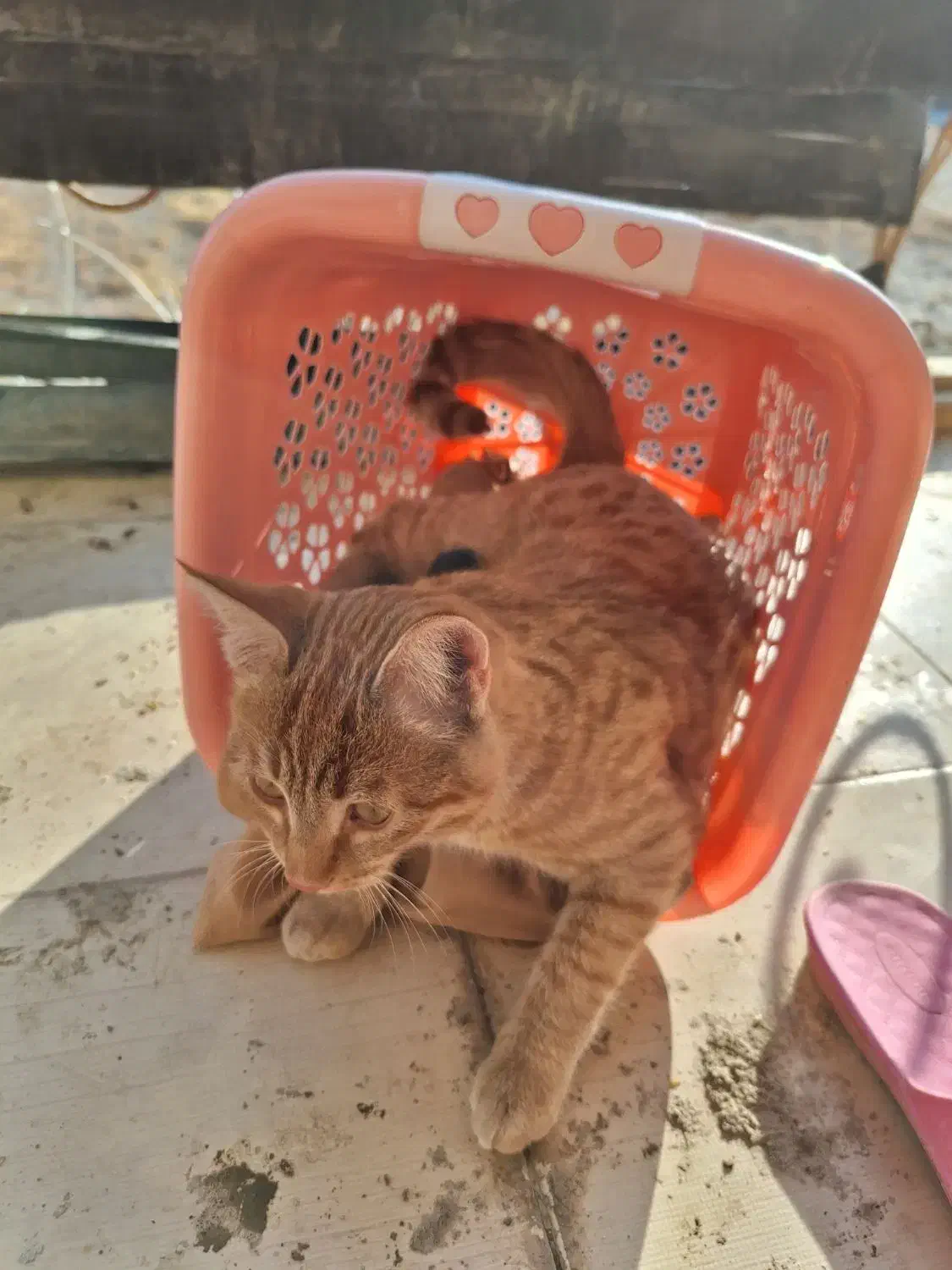 گربه پیدا شده|گربه|مشهد, چاهشک|دیوار