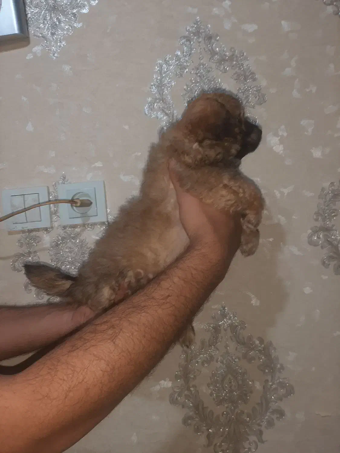 توله سگ نژاد تری یر.جنسیت نر|سگ|بندر انزلی, بشمن|دیوار