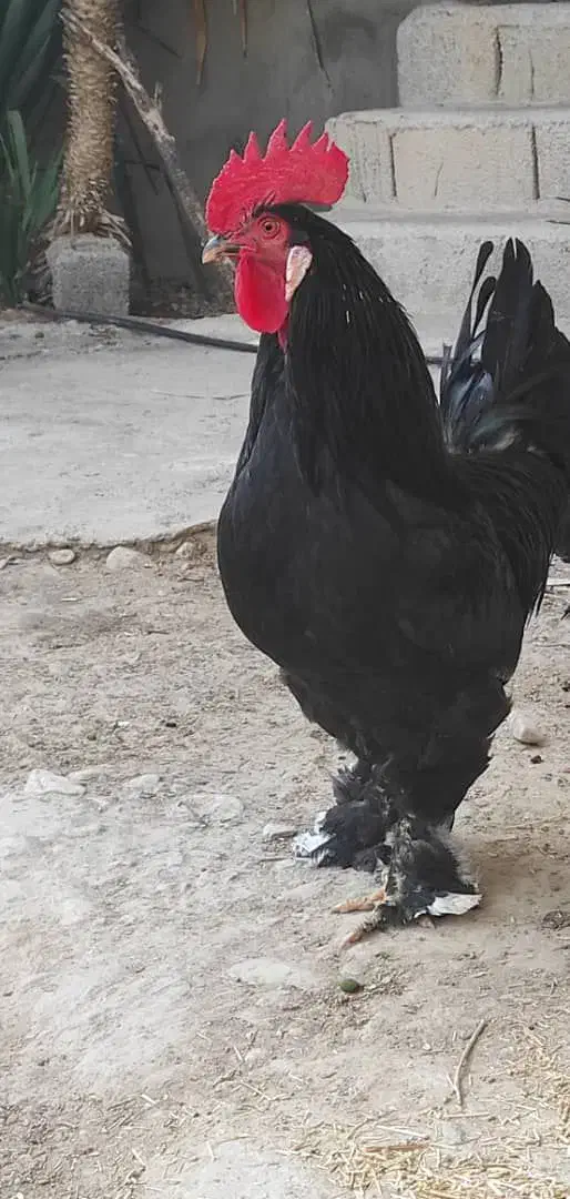 نژاد اصیل تخم گذار مرندی|حیوانات مزرعه|خورموج, |دیوار