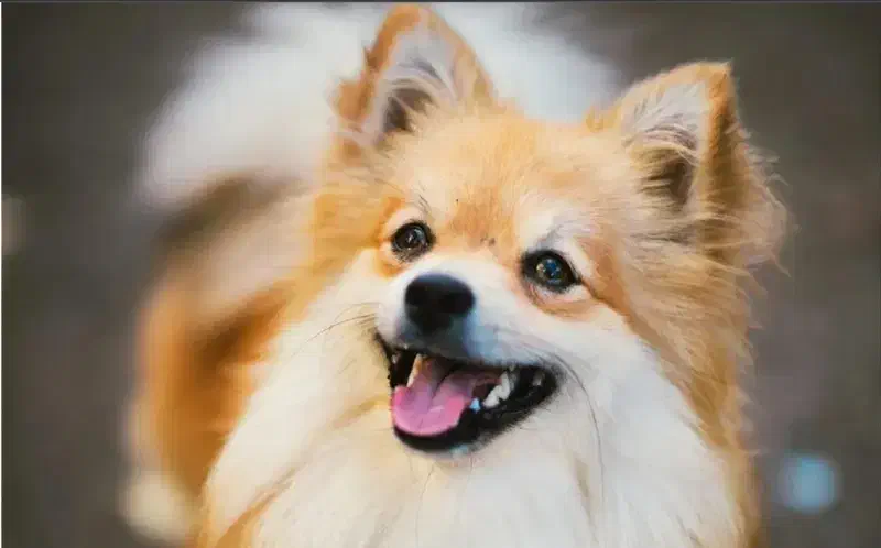 فروش پامر روباحی|سگ|پرند, فاز ۴|دیوار