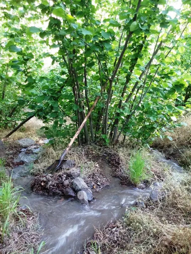 فروش باغ فندق|فروش زمین و ملک کلنگی|رحیمآباد, |دیوار