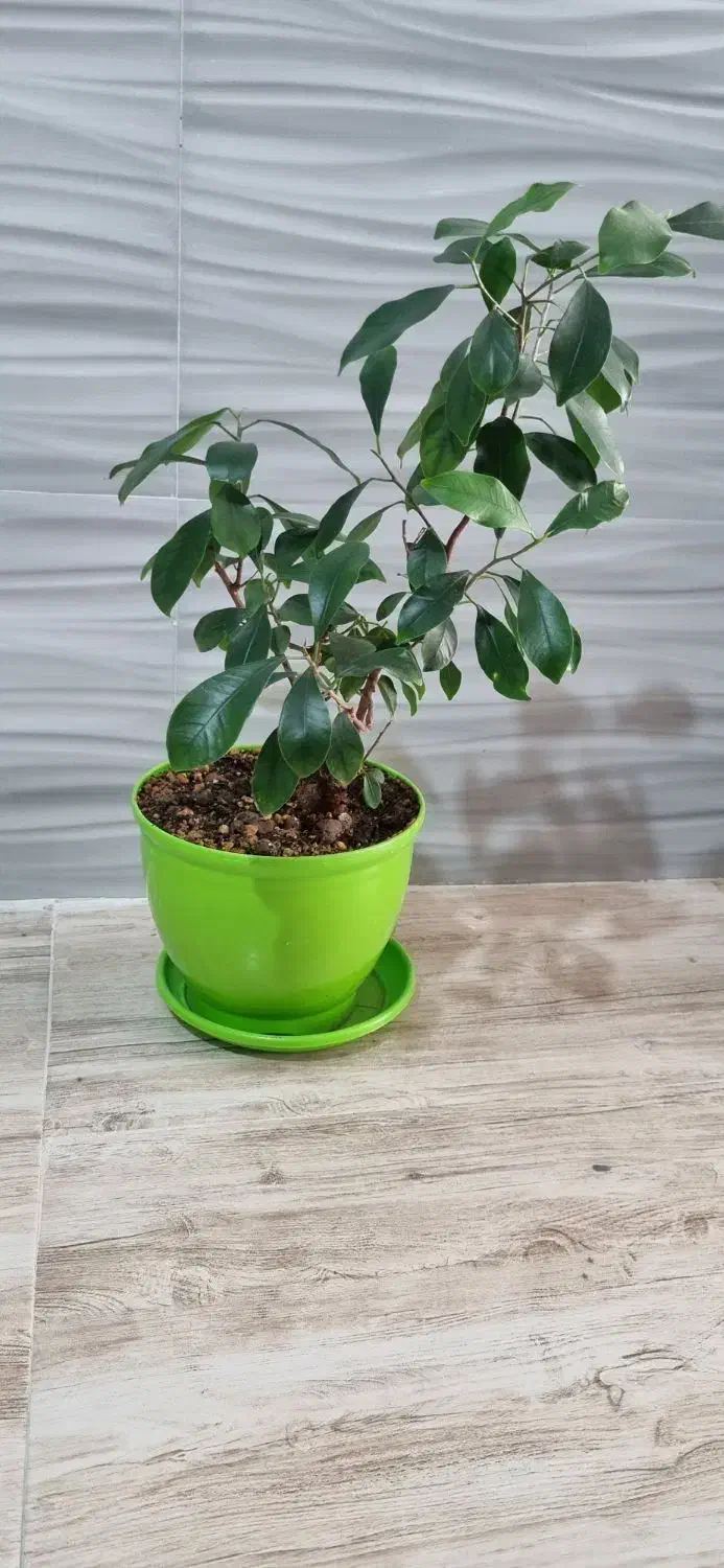 گل بونسای|گل و گیاه طبیعی|شیراز, شهرک زینبیه|دیوار