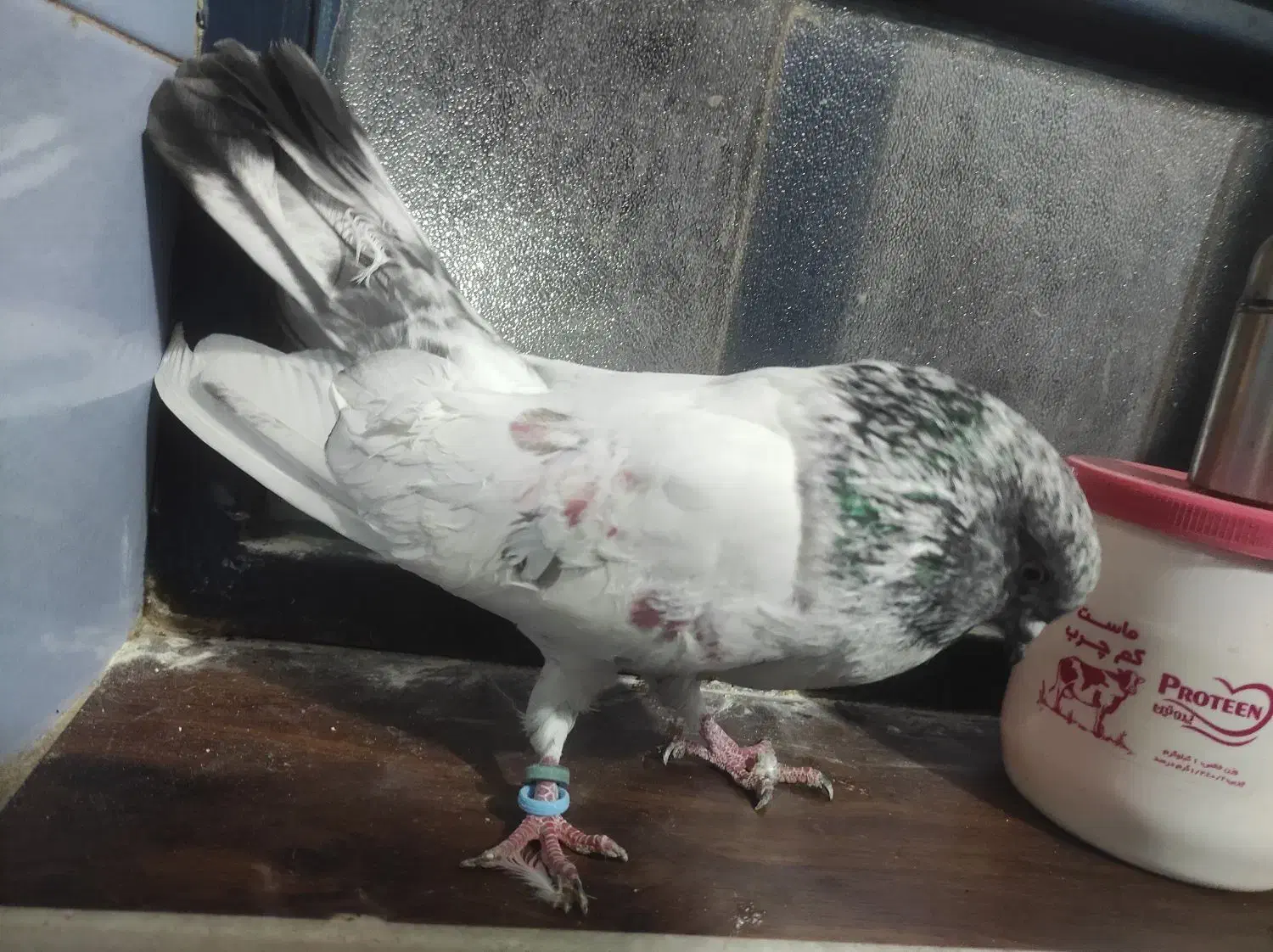 نر شیخ بلند و کشیده|پرنده|بندر امام خمینی, |دیوار