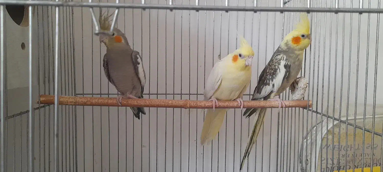 یک جفت عروس هلندی مولد بایک جوجه بالغ|پرنده|کنگاور, |دیوار