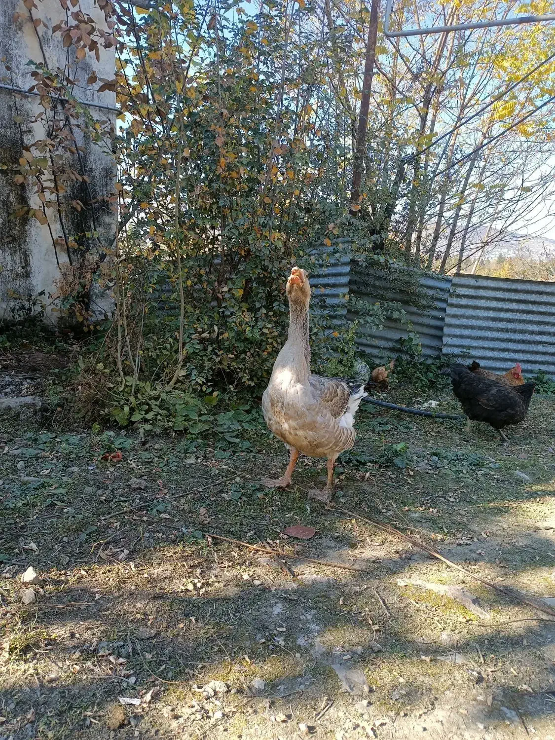 فروش غاز نر|حیوانات مزرعه|کلاردشت, |دیوار