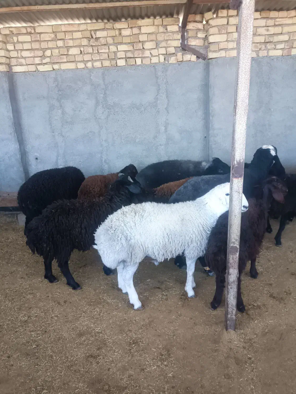 بره نر کشتاری درجه یک|حیوانات مزرعه|قزوین, |دیوار