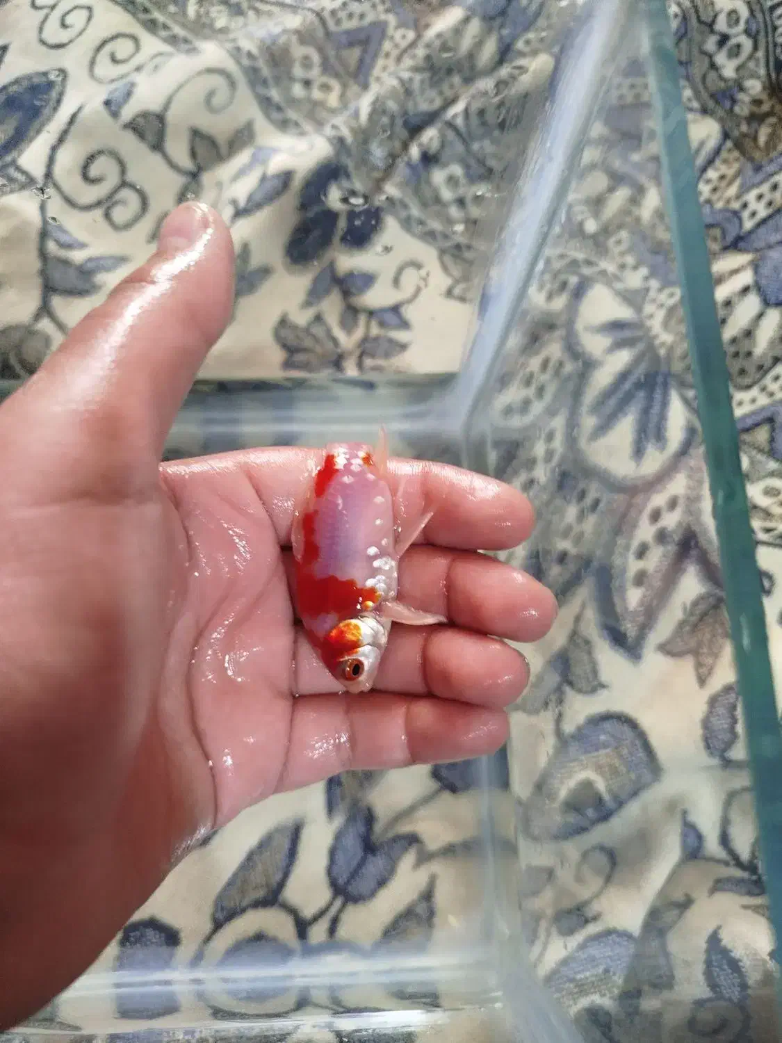 ماهی قرمز|ماهی|بیرجند, |دیوار