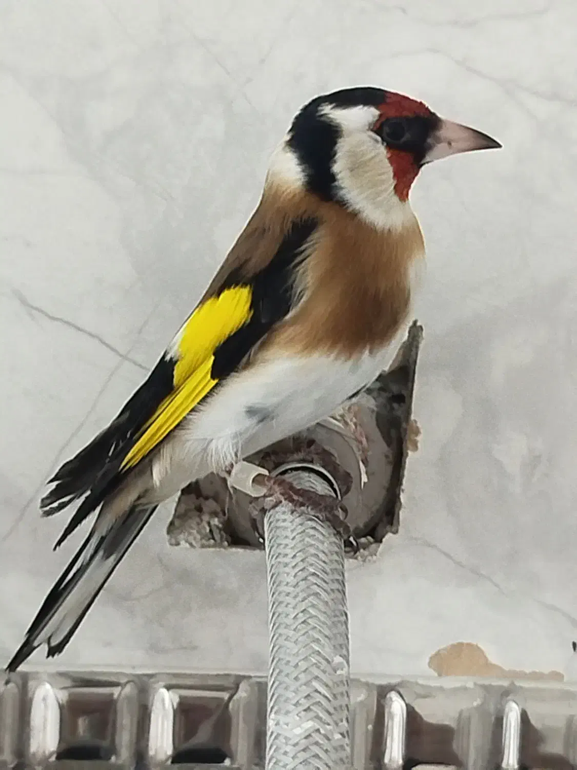 سهره ماده گاوی عتیقه|پرنده|اردبیل, |دیوار