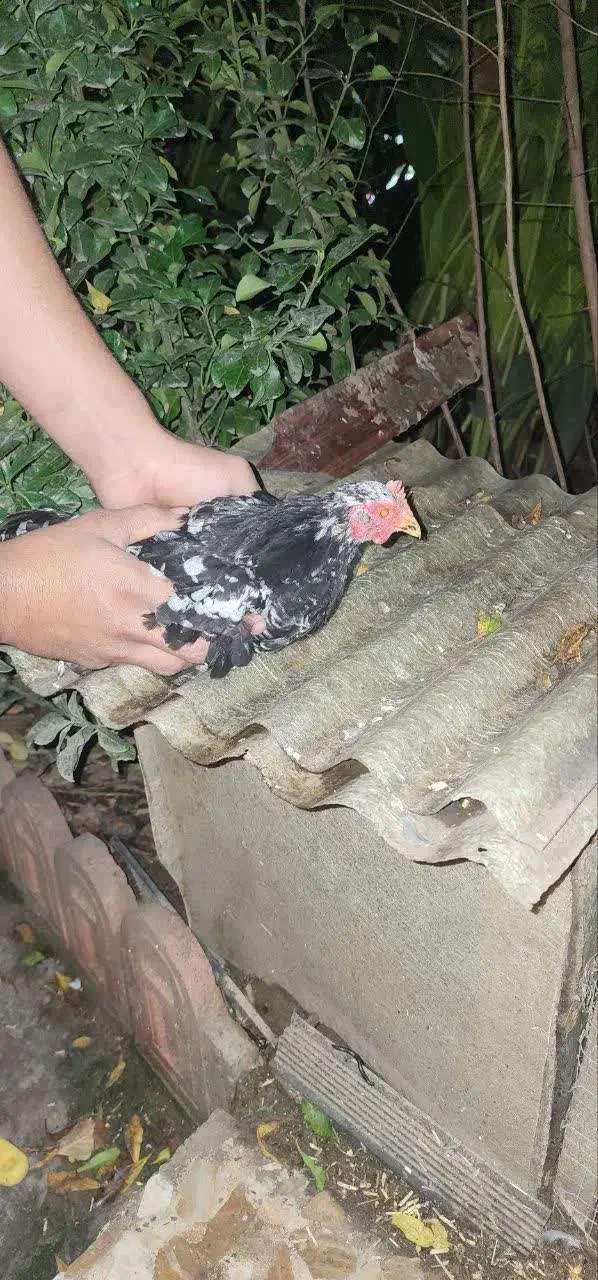 مرغ مینیاتوری|پرنده|آمل, |دیوار