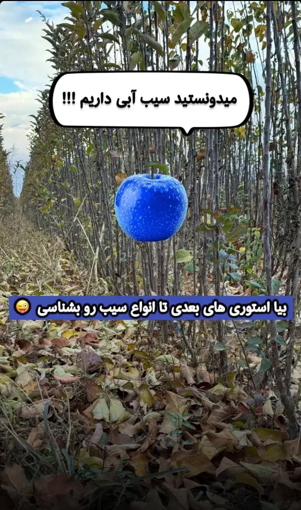 پیش فروش نهال به قیمت پارسال خرید کنید|خدمات باغبانی و درختکاری|میاندوآب, |دیوار