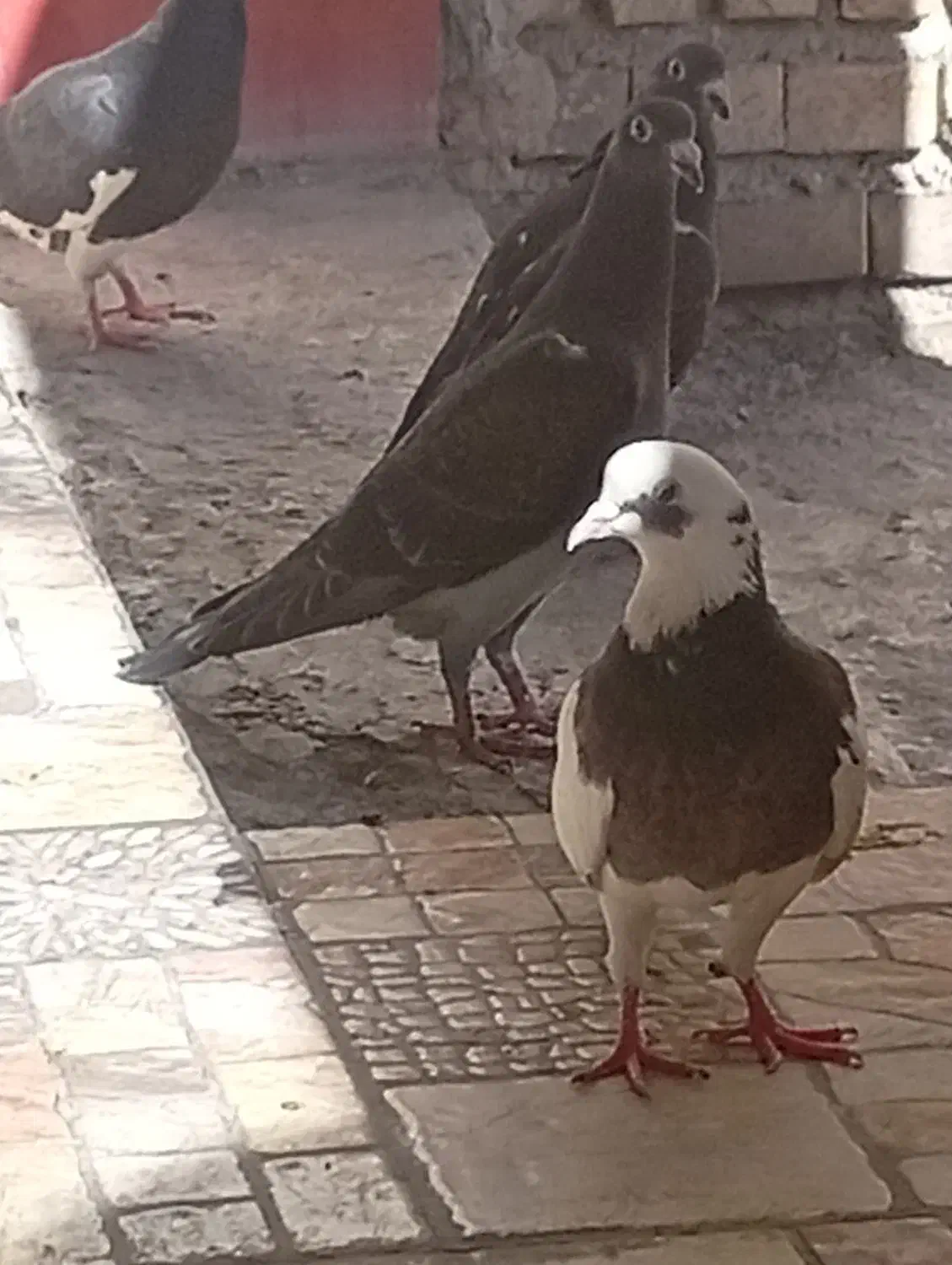 کبوتر|پرنده|دهدشت, |دیوار