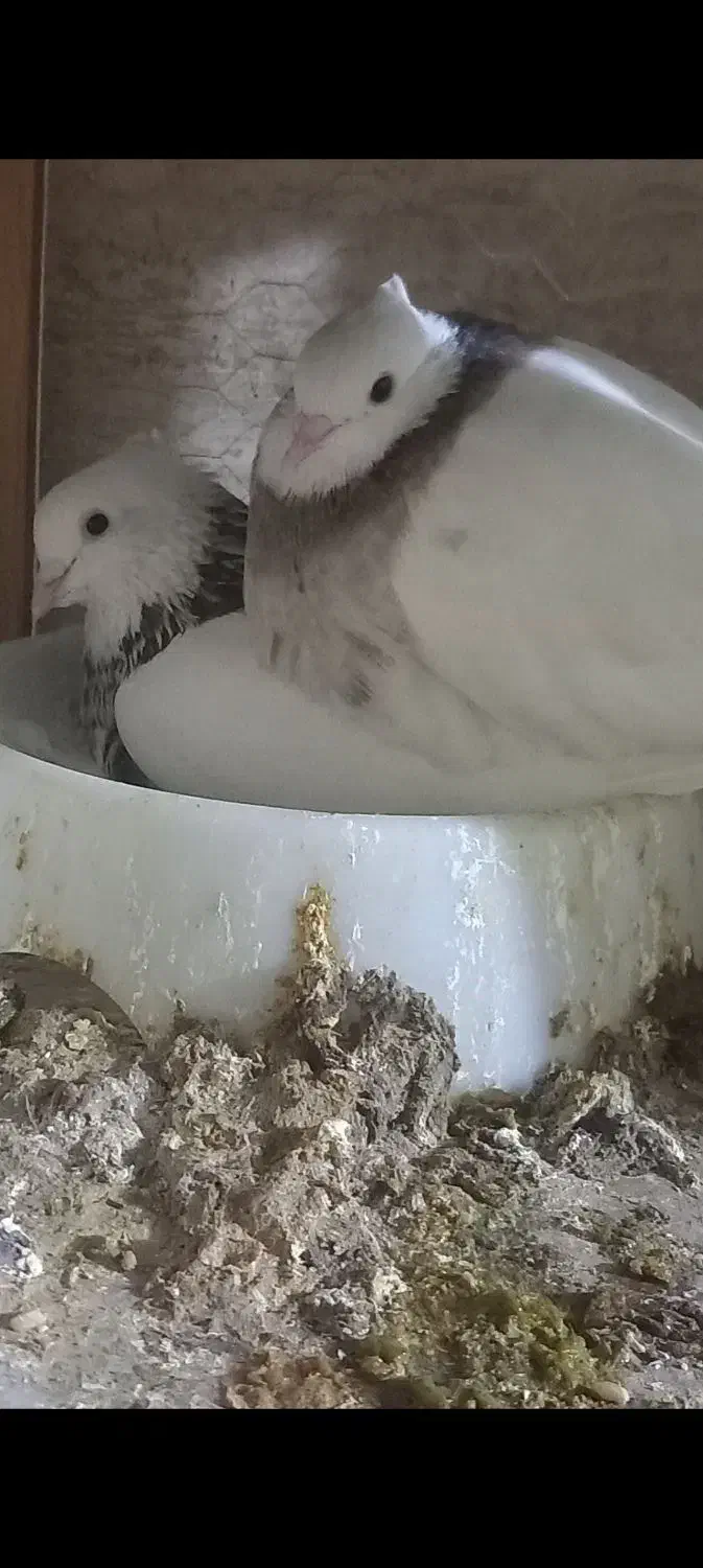 جفت طوقی عتیقه|پرنده|اهواز, کمپلو شمالی|دیوار